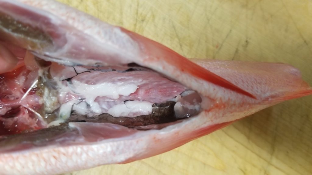 4日熟成の金目鯛炙り寿司が破壊的な美味しさでヤバい トロキンメの実力 おさかなアウトドア