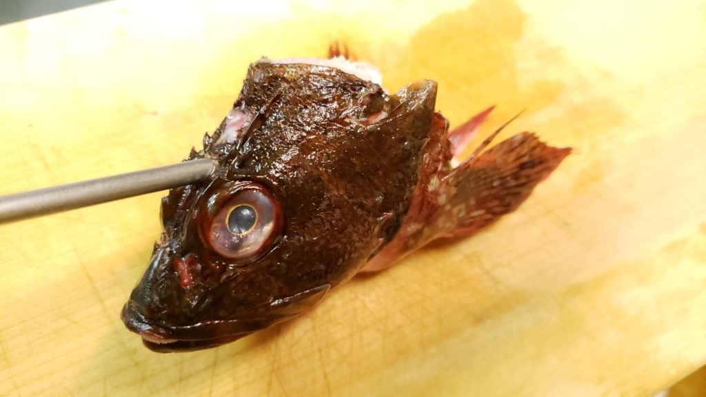 カサゴの脳天締めをする時の位置と方法を写真で解説 活け締め おさかなアウトドア