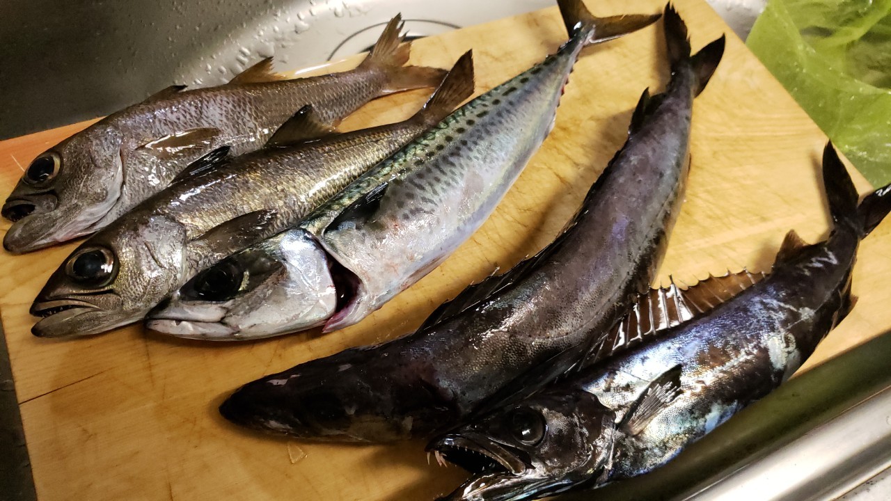ゲリラ豪雨 東伊豆クロムツ つちそう丸 9 4 おさかなアウトドア