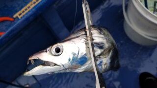 合わせが難しい 相模湾ltタチウオイワシ泳がせの釣り方考察 庄三郎丸 21 5 8版 おさかなアウトドア 合わせが難しい 相模湾ltタチウオイワシ泳がせの釣り方考察 庄三郎丸 21 5 8版 おさかなアウトドア