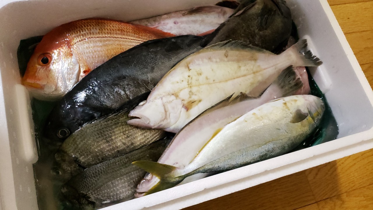 佐渡かすけ 天然お魚セット を取り寄せてみた コスパ最強かも おさかなアウトドア