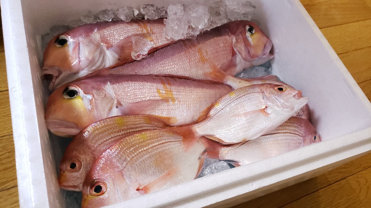 徳栄丸 秋田から鮮魚の甘鯛 ぐじ を通販で取り寄せてみた 高品質でした おさかなアウトドア