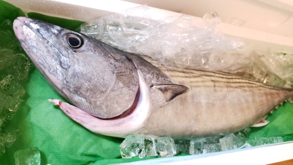 ハガツオレシピを比較 刺身で美味いハガツオの最高の食べ方を調べてみた 豊漁丸 おさかなアウトドア