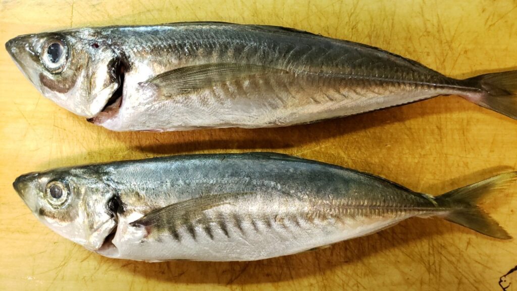 初心者でもわかるマアジとマルアジの見分け方と味の違いを解説 写真で解説 おさかなアウトドア