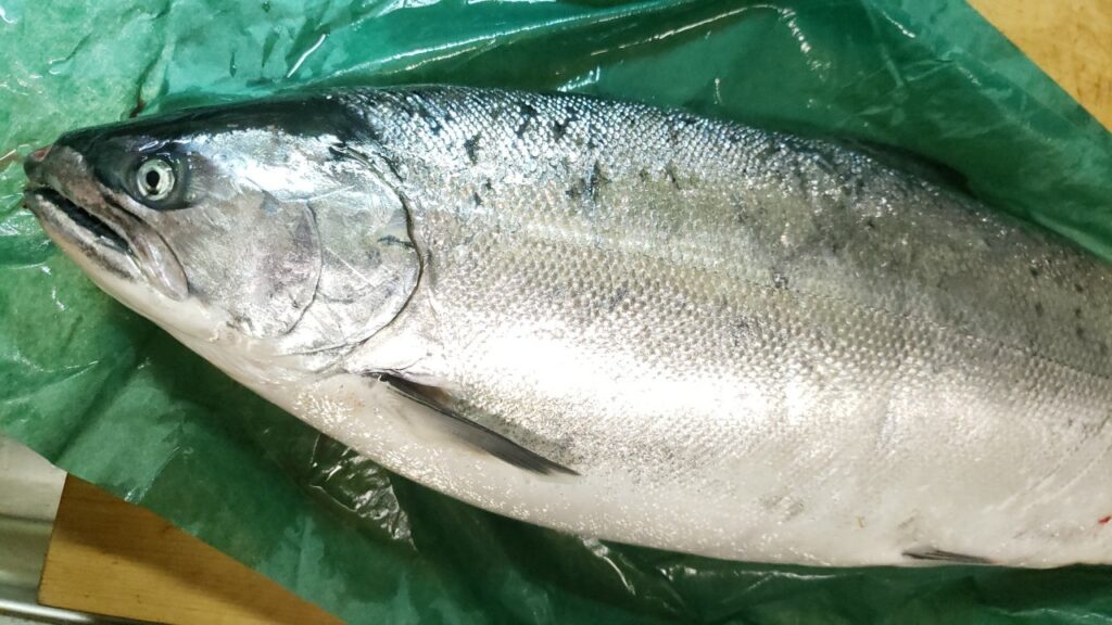 脂のり抜群 サクラマスの魅力を一番感じる食べ方を検証 7種食べ比べ おさかなアウトドア