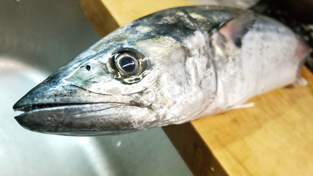 【鮮度命】サワラを一番美味しく食べられる時期と最高な3通りの食べ方【寒くなってきたら本番】 | おさかなアウトドア